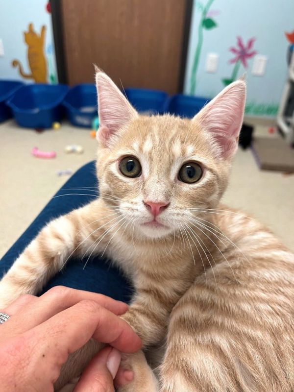 Kitten Chanel