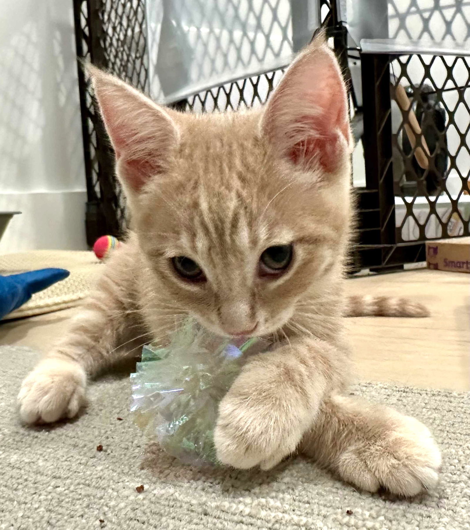Kitten Chanel