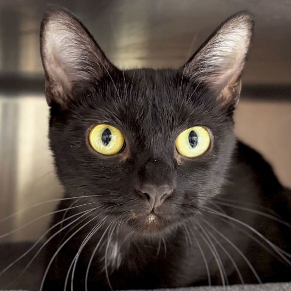Onyx - Reduced Fee!