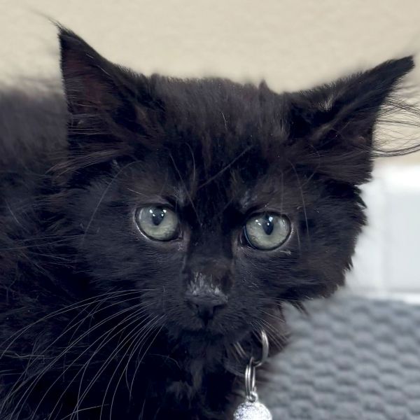 Bramble