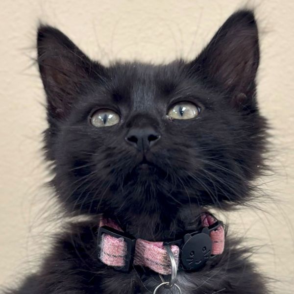 Holly