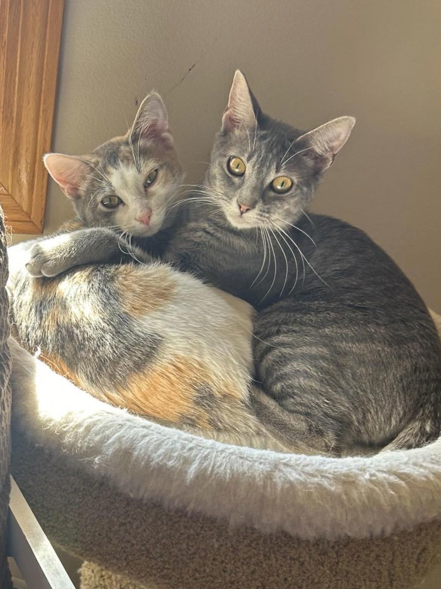 Cupcake & Gracie