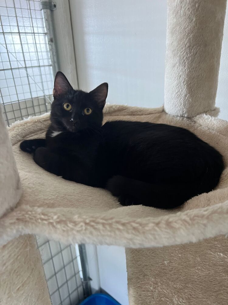 Sparkler, an adoptable Domestic Short Hair in McPherson, KS, 67460 | Photo Image 1