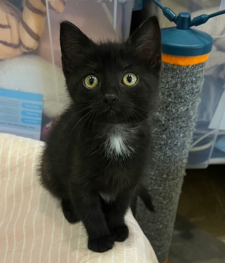 Sparkler, an adoptable Domestic Short Hair in McPherson, KS, 67460 | Photo Image 2
