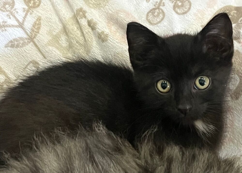 Sparkler, an adoptable Domestic Short Hair in McPherson, KS, 67460 | Photo Image 3