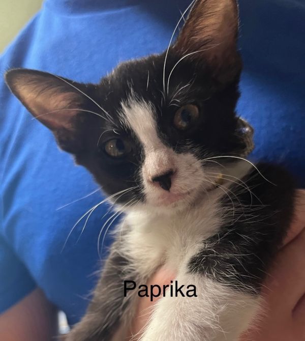 Paprika