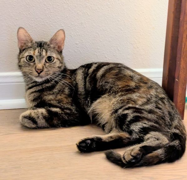 Pepper