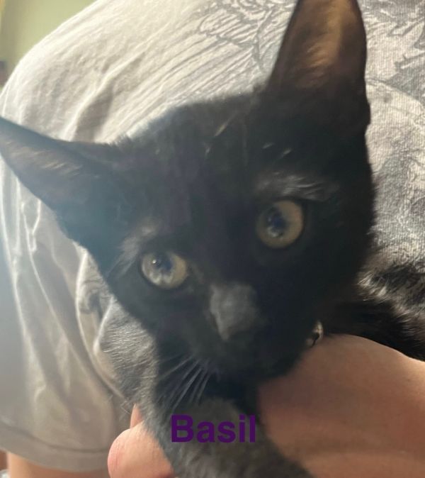 Basil