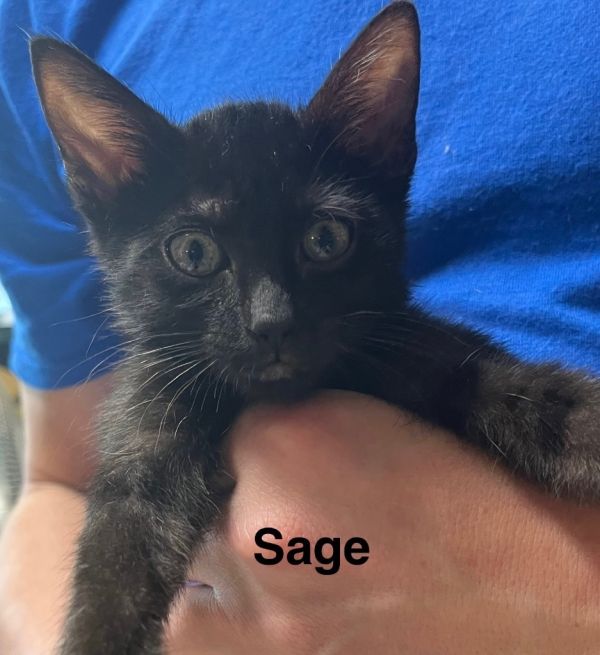 Sage