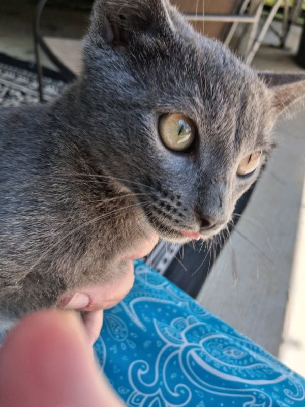 Gracie