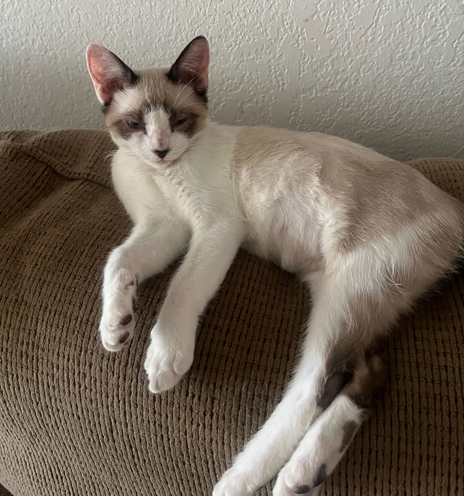 Bluella (bonded w/ Caelo), an adoptable Snowshoe in San Jose, CA, 95112 | Photo Image 1