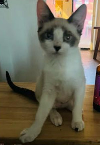Bluella (bonded w/ Caelo), an adoptable Snowshoe in San Jose, CA, 95112 | Photo Image 2