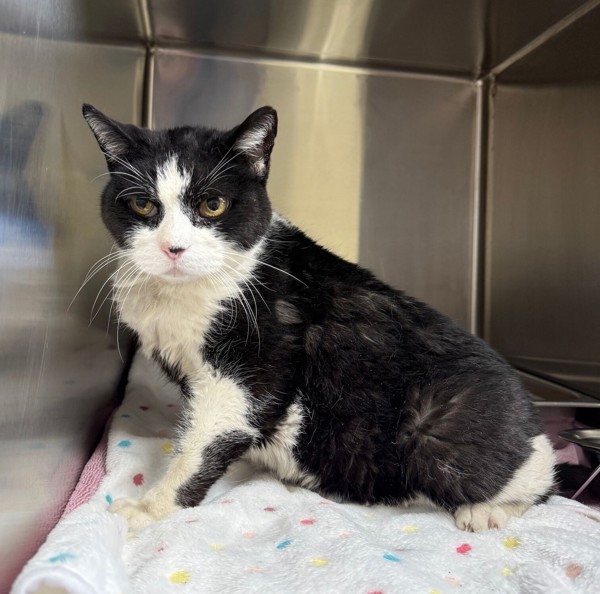 Alfred, an adoptable Domestic Medium Hair in Great Falls, MT, 59405 | Photo Image 1