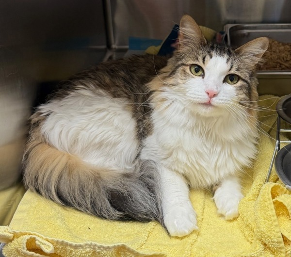 Chai, an adoptable Domestic Medium Hair in Great Falls, MT, 59405 | Photo Image 1