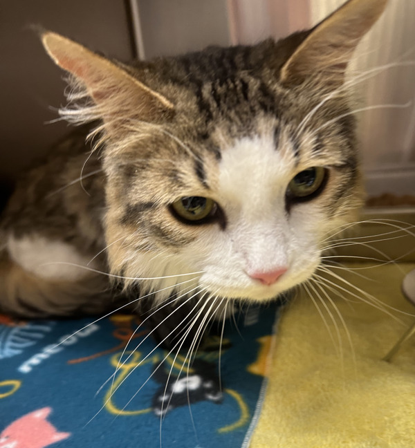 Chai, an adoptable Domestic Medium Hair in Great Falls, MT, 59405 | Photo Image 2
