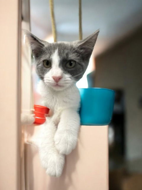 Lil