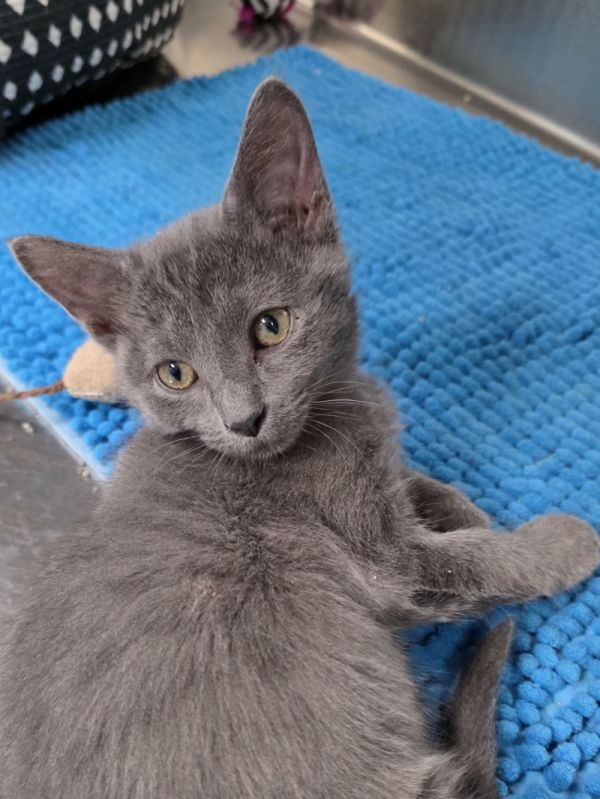 Pip