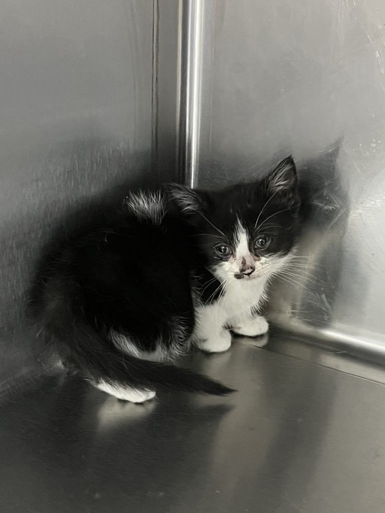 Nellie