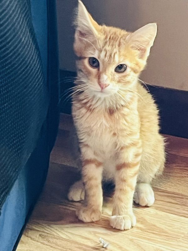 Winston