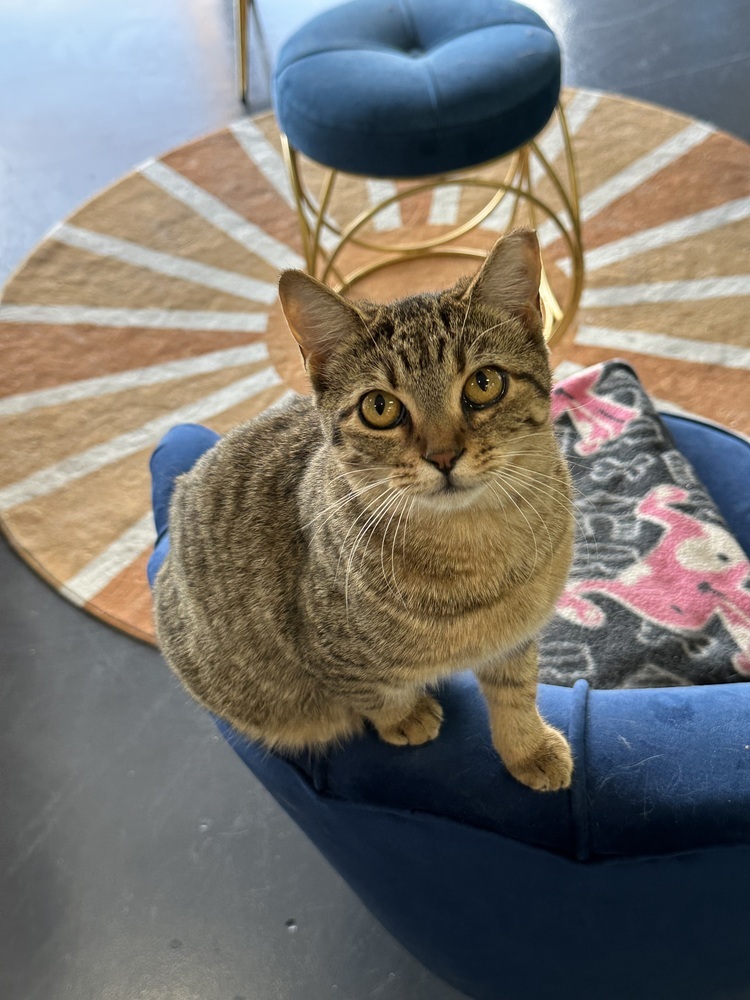Trouble, an adoptable Domestic Short Hair in Lafayette, CO, 80026 | Photo Image 1