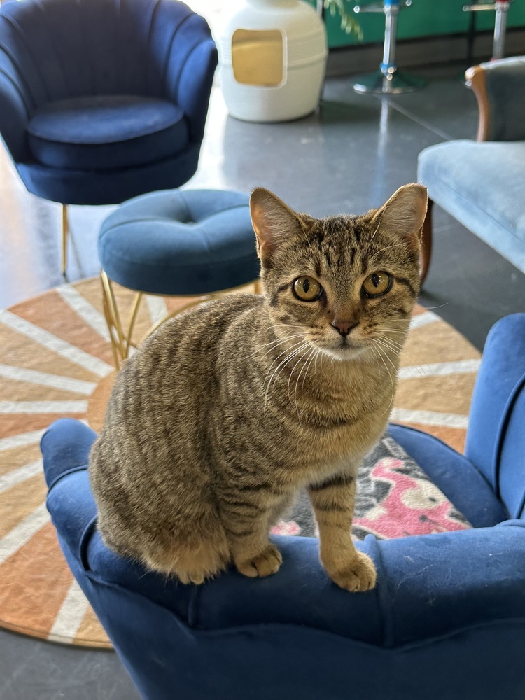 Trouble, an adoptable Domestic Short Hair in Lafayette, CO, 80026 | Photo Image 2