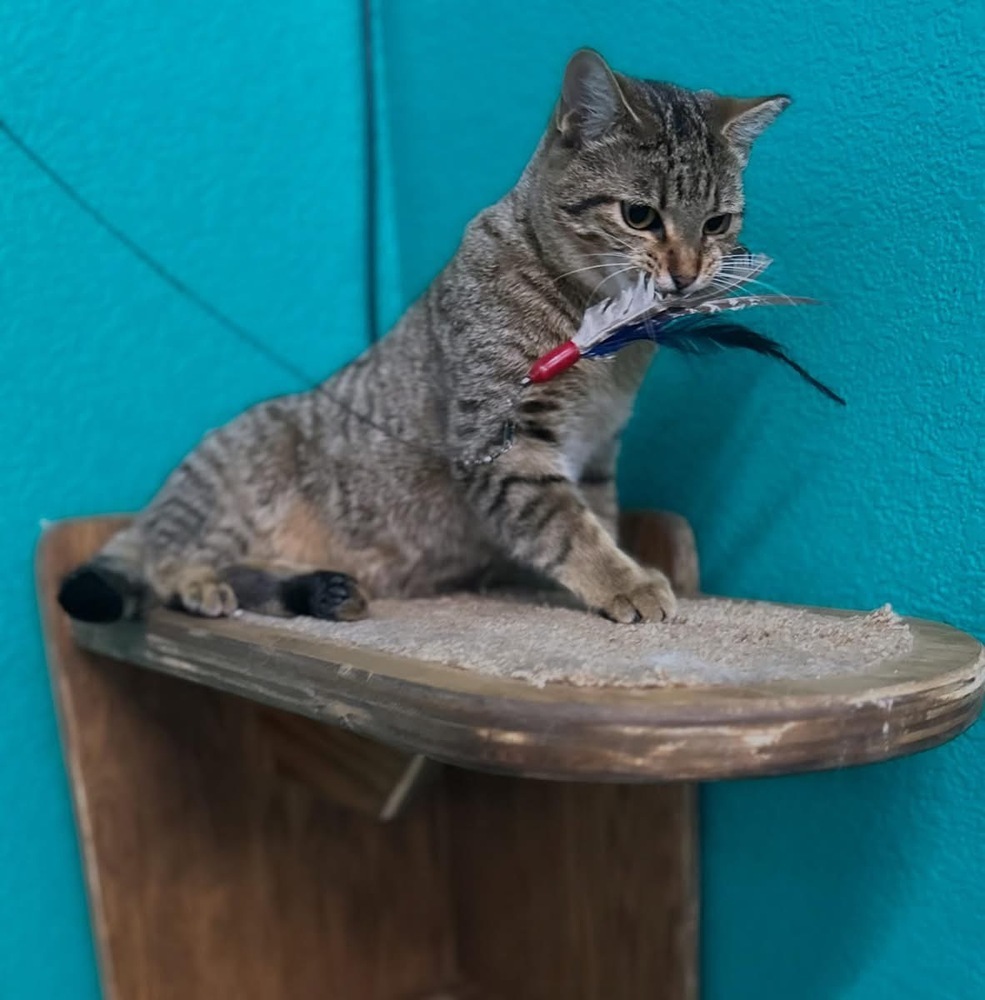 Trouble, an adoptable Domestic Short Hair in Lafayette, CO, 80026 | Photo Image 3