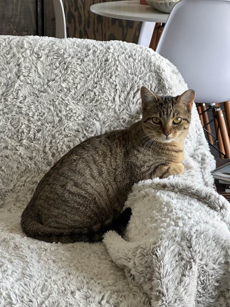 Trouble, an adoptable Domestic Short Hair in Lafayette, CO, 80026 | Photo Image 5