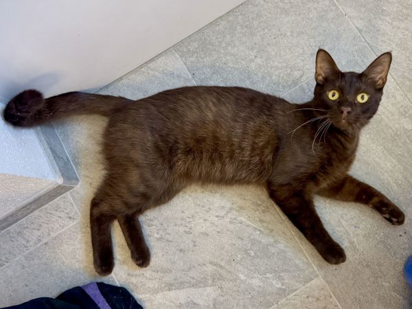 Bram - Deep Brown Beauty