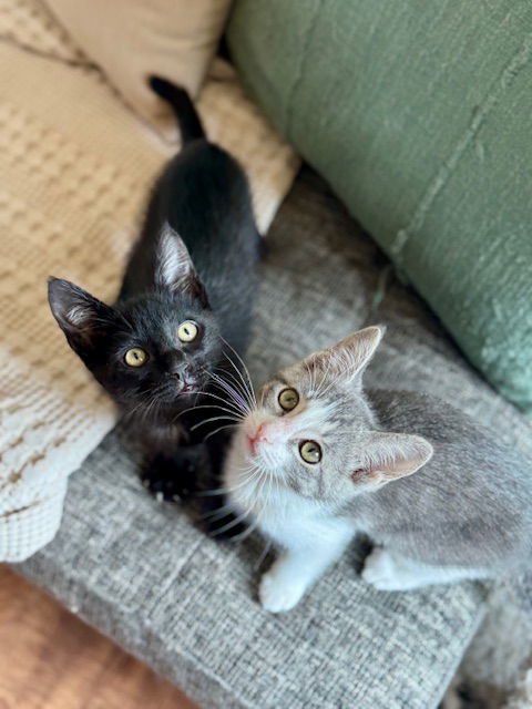 Bear &amp; Bunny - Best of Kitten Buddies