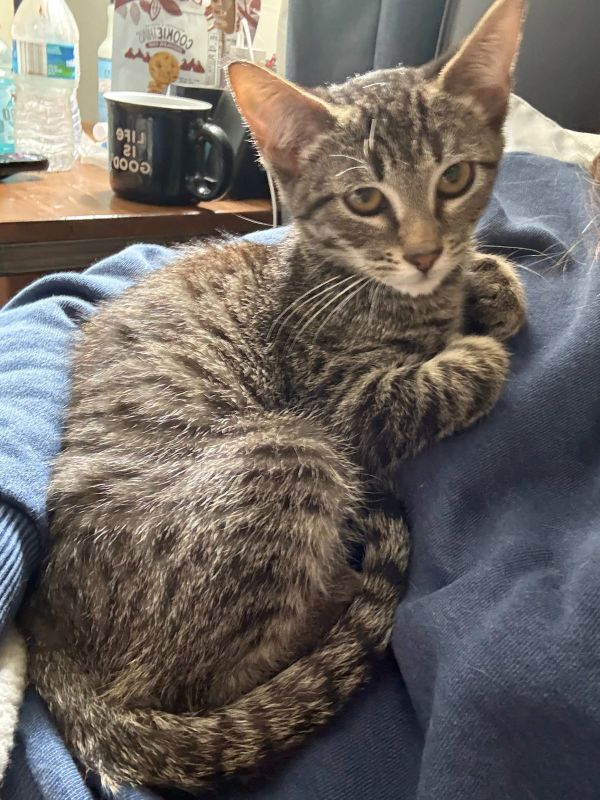 Jake - Ready to steal your heart