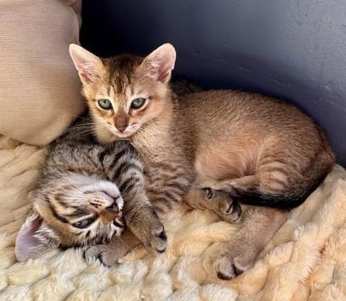 Nina &amp; Abby - Abyssinian Mix Kittens