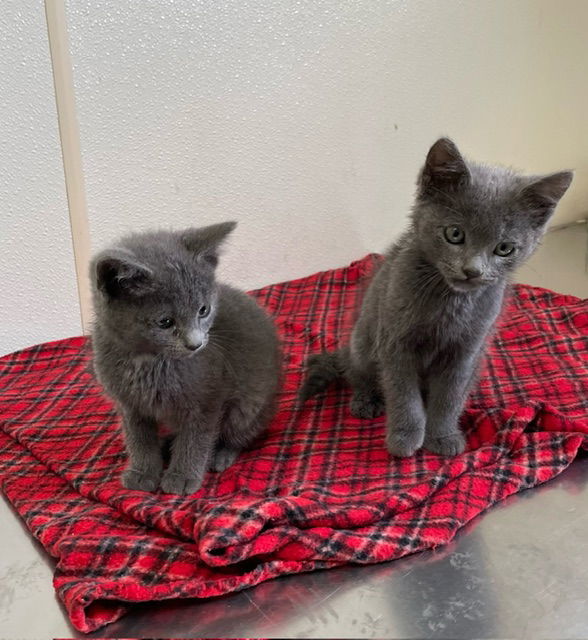 Mickey- gray kitten in foster care