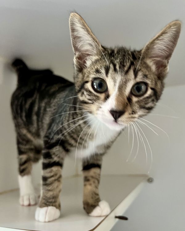Cinnamon (bonded with Pepper)