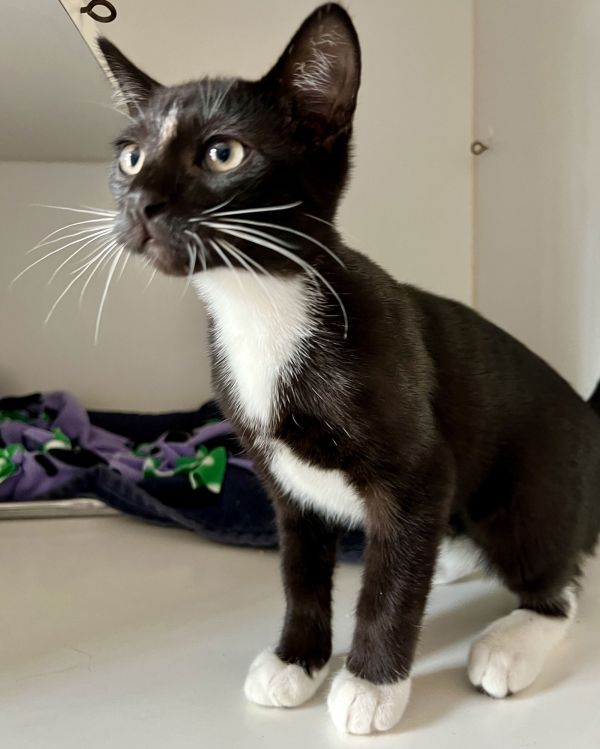 Pepper (bonded with Cinnamon)