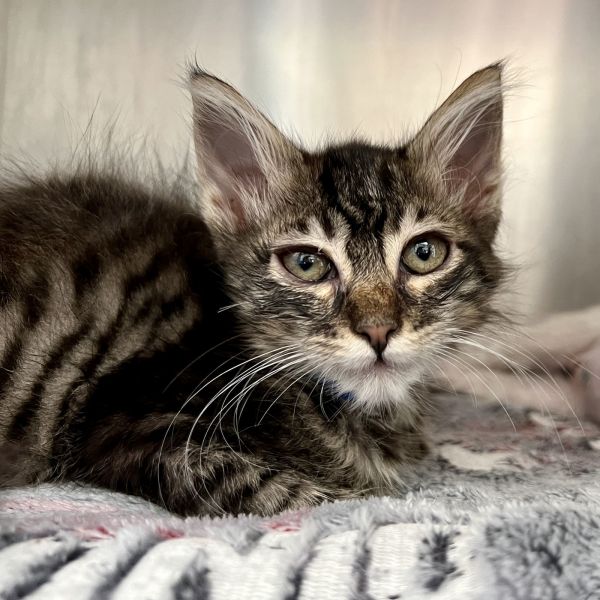 Theo (bonded w/ Evie)