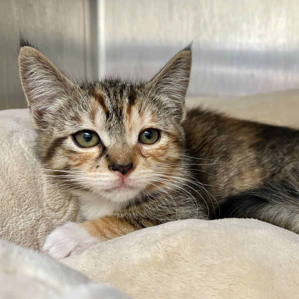 Jackie (bonded w/ Tiddlywinks)