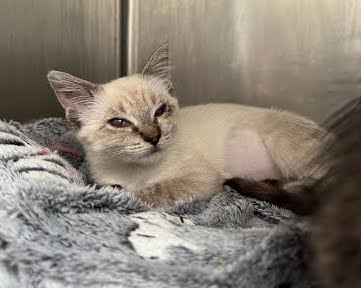 Evie (bonded w/ Theo)