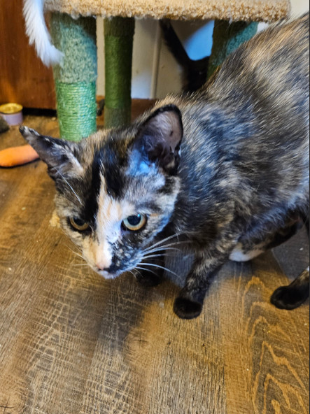 Hazel, an adoptable Domestic Short Hair in Duluth, MN, 55802 | Photo Image 2