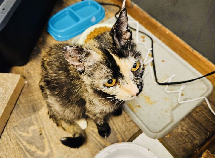 Cat for adoption - Hazel, a Domestic Short Hair Mix in