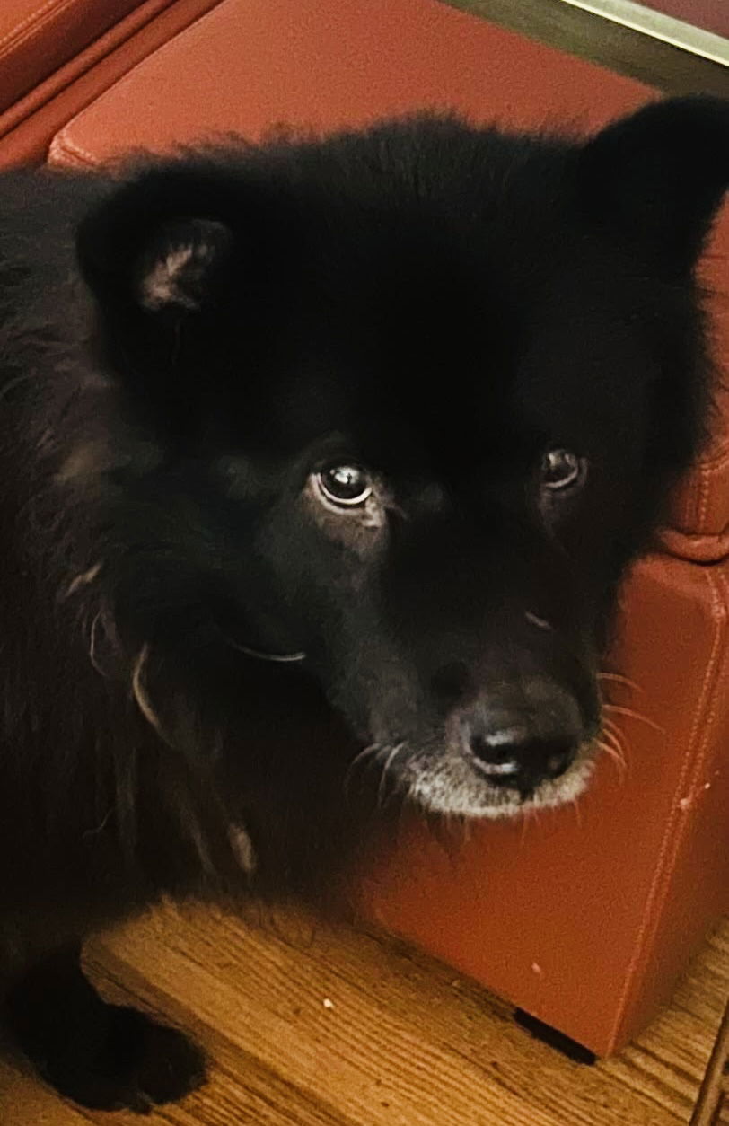 Zuna, an adoptable Spitz, Chow Chow in St. Paul, MN, 55117 | Photo Image 1