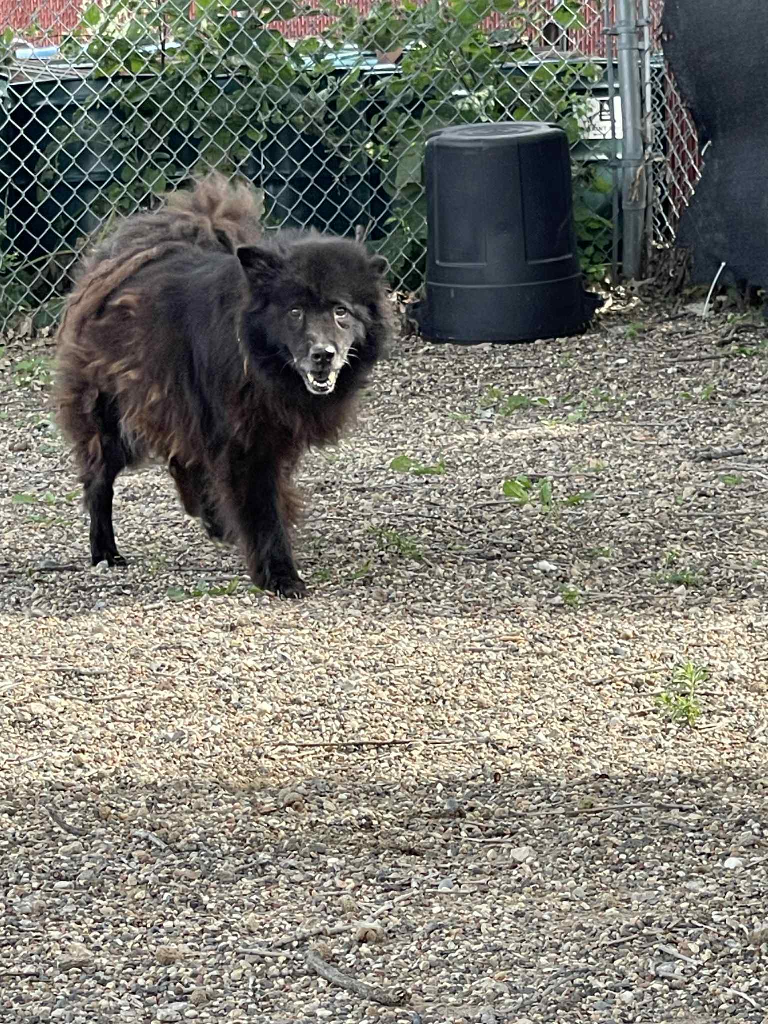 Zuna, an adoptable Spitz, Chow Chow in St. Paul, MN, 55117 | Photo Image 1