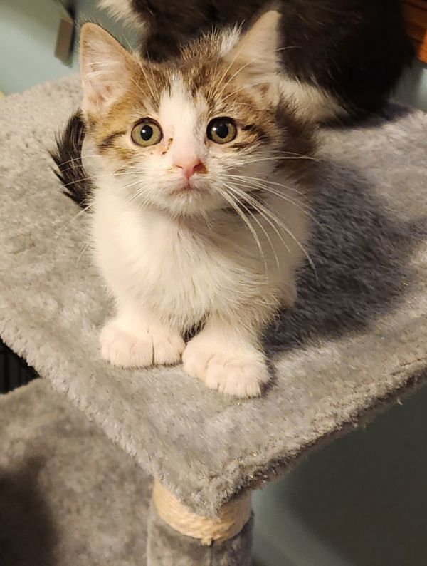 Whiskey