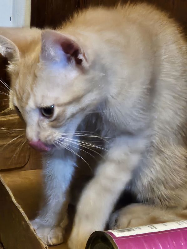 Simba