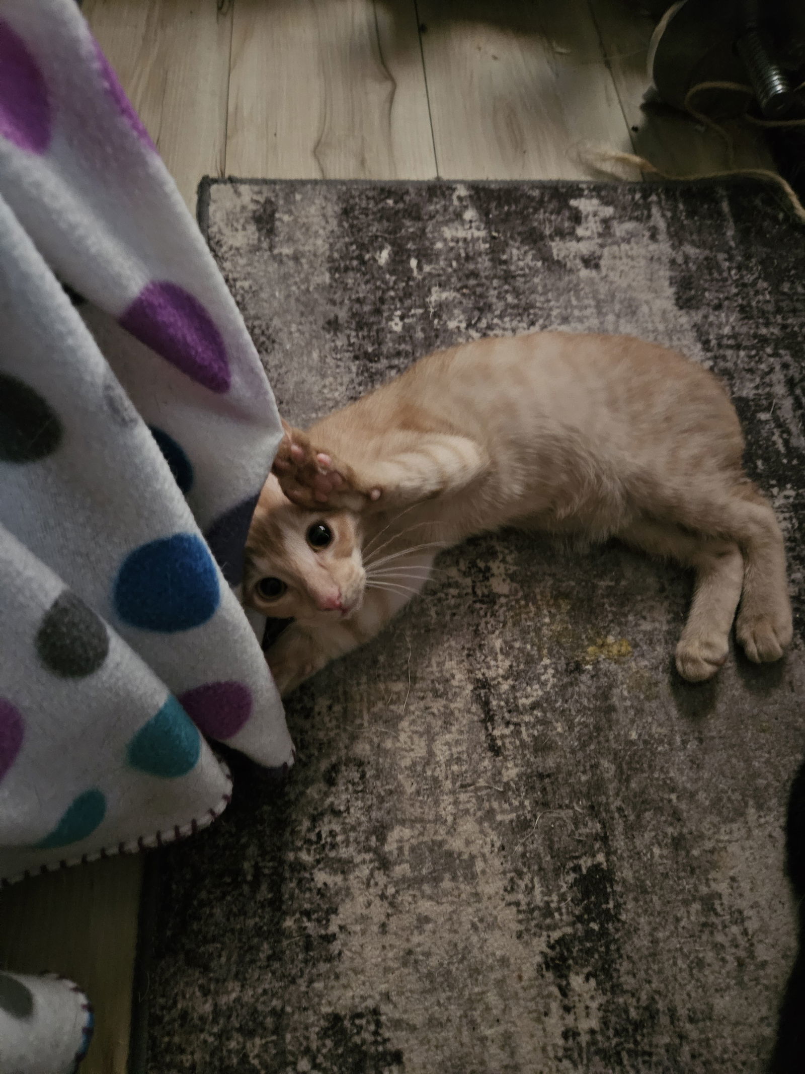 Simba, an adoptable Domestic Short Hair in Duluth, MN, 55802 | Photo Image 1