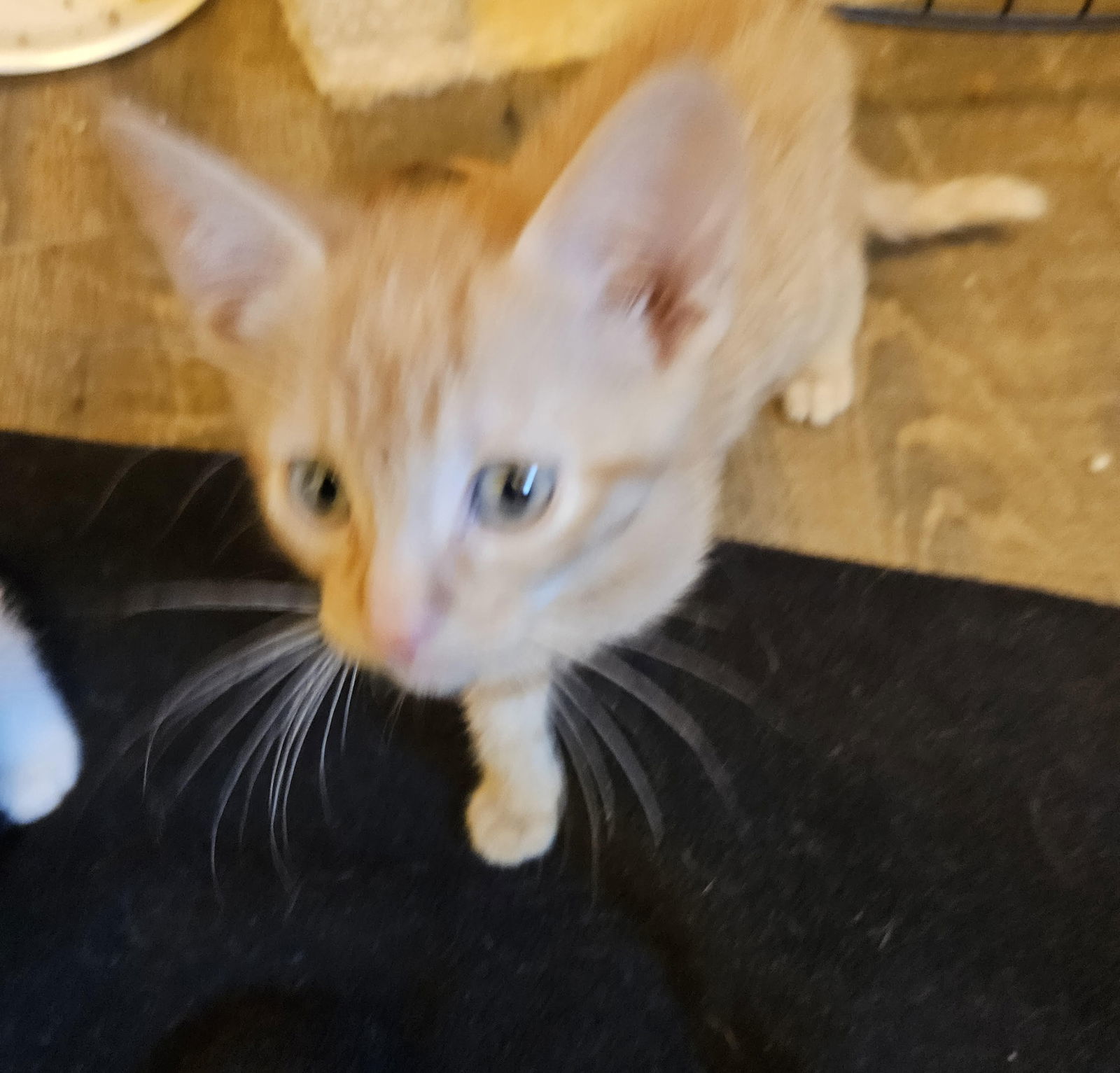 Simba, an adoptable Domestic Short Hair in Duluth, MN, 55802 | Photo Image 3