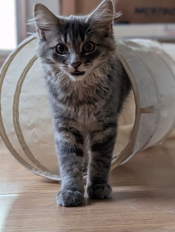 Dexy