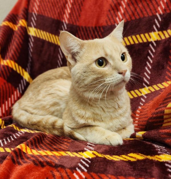Simba