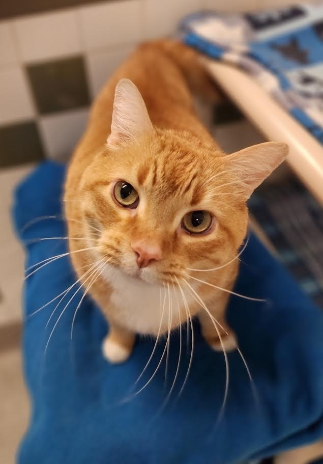 Arthur, an adoptable Domestic Short Hair in Superior, WI, 54880 | Photo Image 1