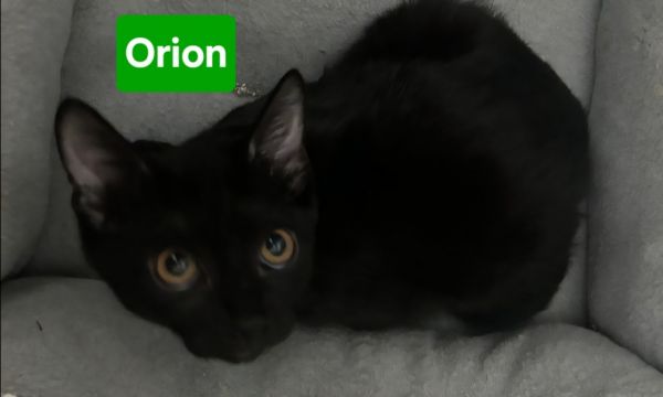 Orion