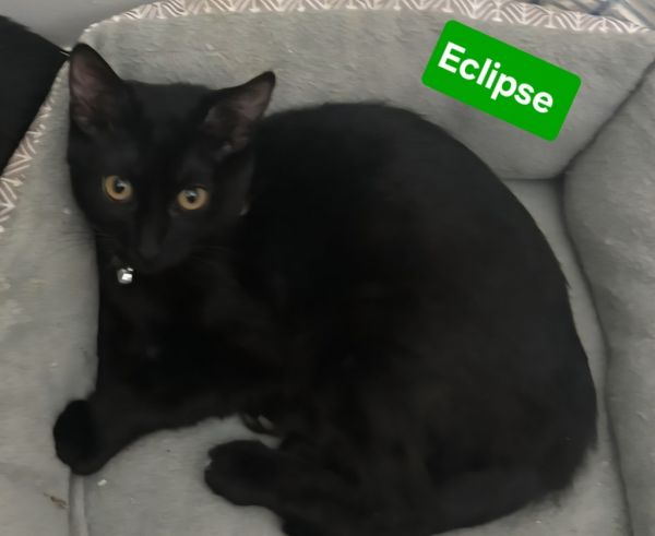 Eclipse